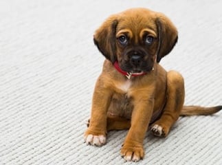 Vermifuge chien